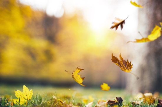 Image of falling, yellow leaves