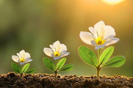 Three white flowers at different stages of growth emerging from soil in warm sunlight.